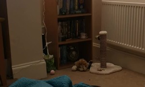 Kitten Leaps to Play Fetch