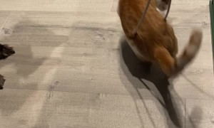 Playful Cat Gets Stuck in Computer Cord