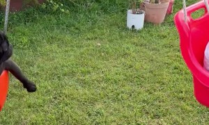 'Beefy' and Boy Enjoy the Swing