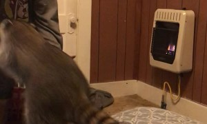 Playful Raccoon Loves Home Time Games