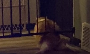 Large Cat Shimmies Through Tight Gap