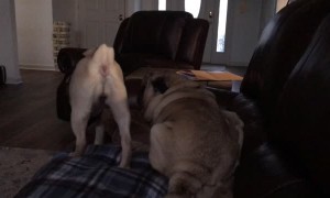 Startled Puppy Rolls Off Sofa