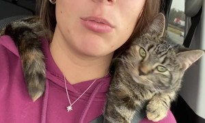 Everyone Needs a Cat Neck Pillow