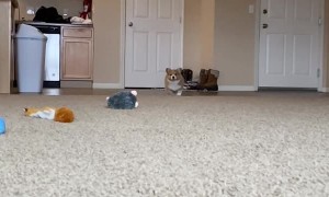 Corgi Puppy Coming in Hot!
