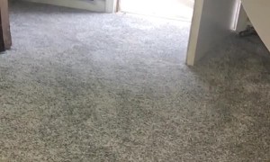 Removing a Snake Stuck in Light Fixtures