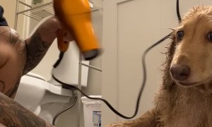 Pup isn't Impressed with at Home Spa Experience