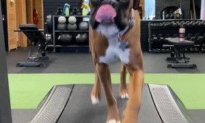 Happy Doggy Enjoying Some Indoor Exercise
