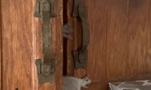 Saucy Squirrel Builds Nest in Cabinet