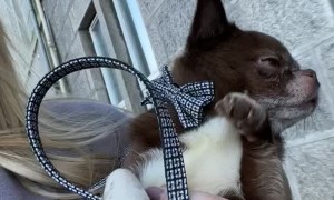 Chihuahua Pretends to Walk While Carried