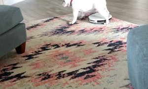 Bulldog Tries to Stop Robovac