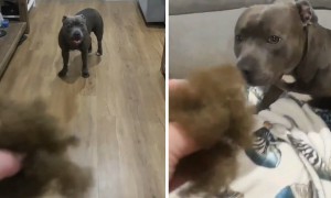 Guilty doggy runs away when confronted with his guilt