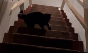 Dog Trips Going Down the Stairs