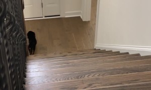 Dachshund Puppy Falls Down the Stairs, but is OK