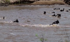 Nile Crocodile Catches Wildebeest