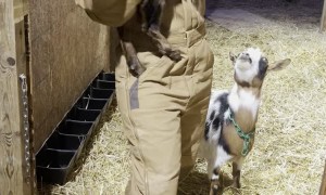 Goat Does a Trick