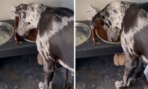 Funny Great Dane demonstrates bizarre dinner ritual