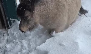 Miniature Horse Pushes Through Piled up Snow