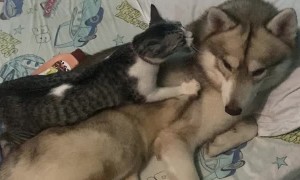 Kitty Makes Itself Comfortable on Furry Friend