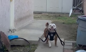 Happy Pup Leaves with Leash