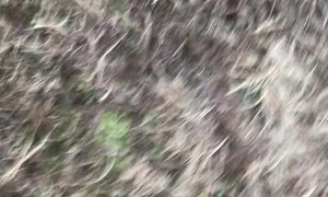 Kiddo Goes Over the Bars, Dirt Bike Crash