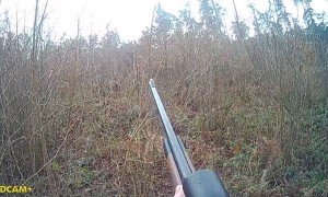 Hunter Charged by Red Stag Deer