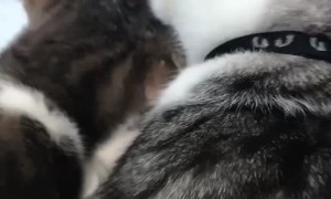 Thirsty Cats Crowd Sink for a Drink