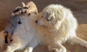 Guard Dog is Very Gentle with Baby Goats