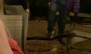 Man Falls Flat on His Face After Jumping on Log