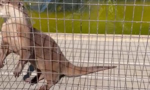 Rescued Otters and Their Cute Little Noises