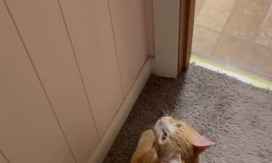Cat Leaps for Light Switch