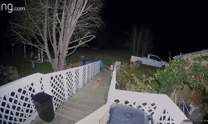 Dog Dragging Blanket on Walk Followed by Cat Minions