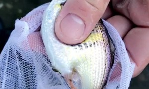 Dead Fish Gives Birth