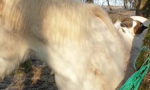 Horse and Cat Share a Tender Moment
