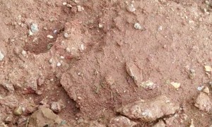 Giving a Sausage to a Fish