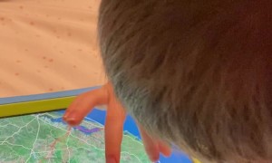 Benny the 5-Year-Old Genius