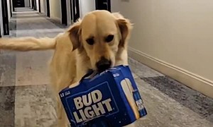 Good Dog Carries Case of Bud Light