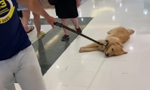 Happy Golden is Dragged along Shopping Mall