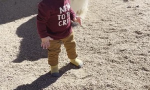 Baby Plays Ball with Pups