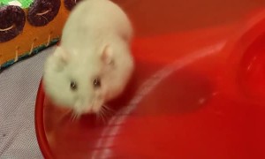 Hamster Loves Running on Her Saucer
