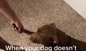 Doggy Doesn't Like Bath Time