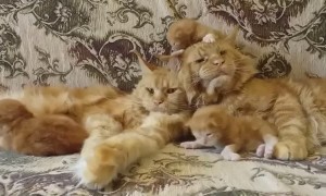 Angry Cat Family