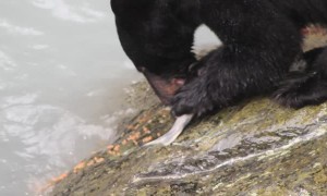 Black Bear Being Picky, Eating Only Caviar