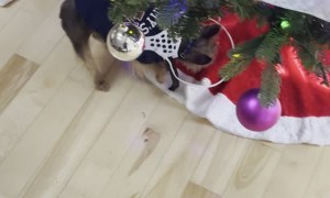 My Dad’s Terrier is Blind, so I 3D Printed Him this Doggieshield