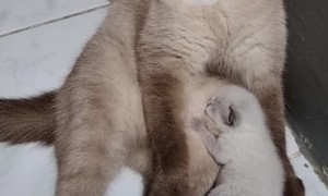 Tired Cat Nursing a Kitten