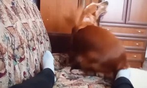 Precious Pup is Ready to Relax