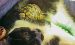 Tortoise and Cat Cuddle Together