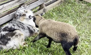 Baby Sheep Doesn't Play Nice