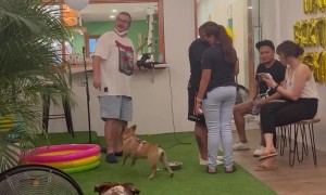 Frenchie Loves Keeping Balloon in the Air