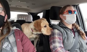 Siren Practice for Service Dog