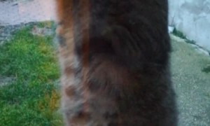 Cat Just Wants to Swipe at Window